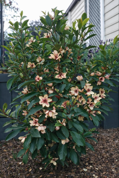 Магнолія левіфолія Вайт Кавіар